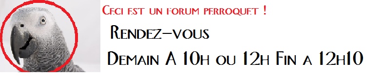 forum perroquet : Gris du Gabon Ragle_12