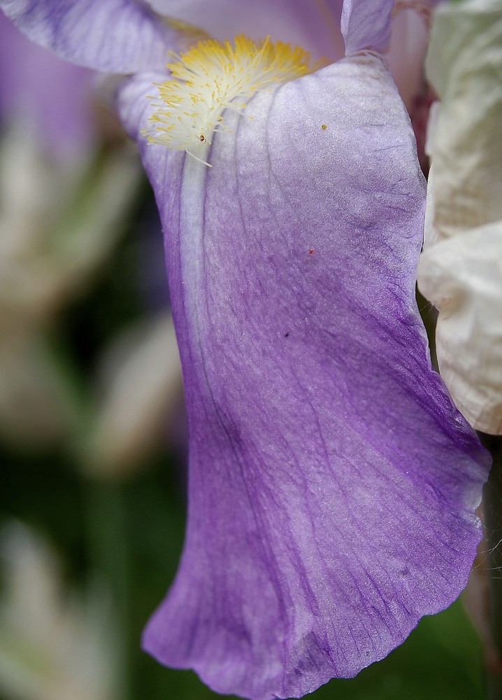 Iris 2011 - Page 5 Dsc_0069