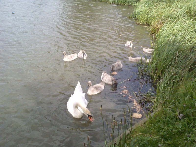 Swans 19062010