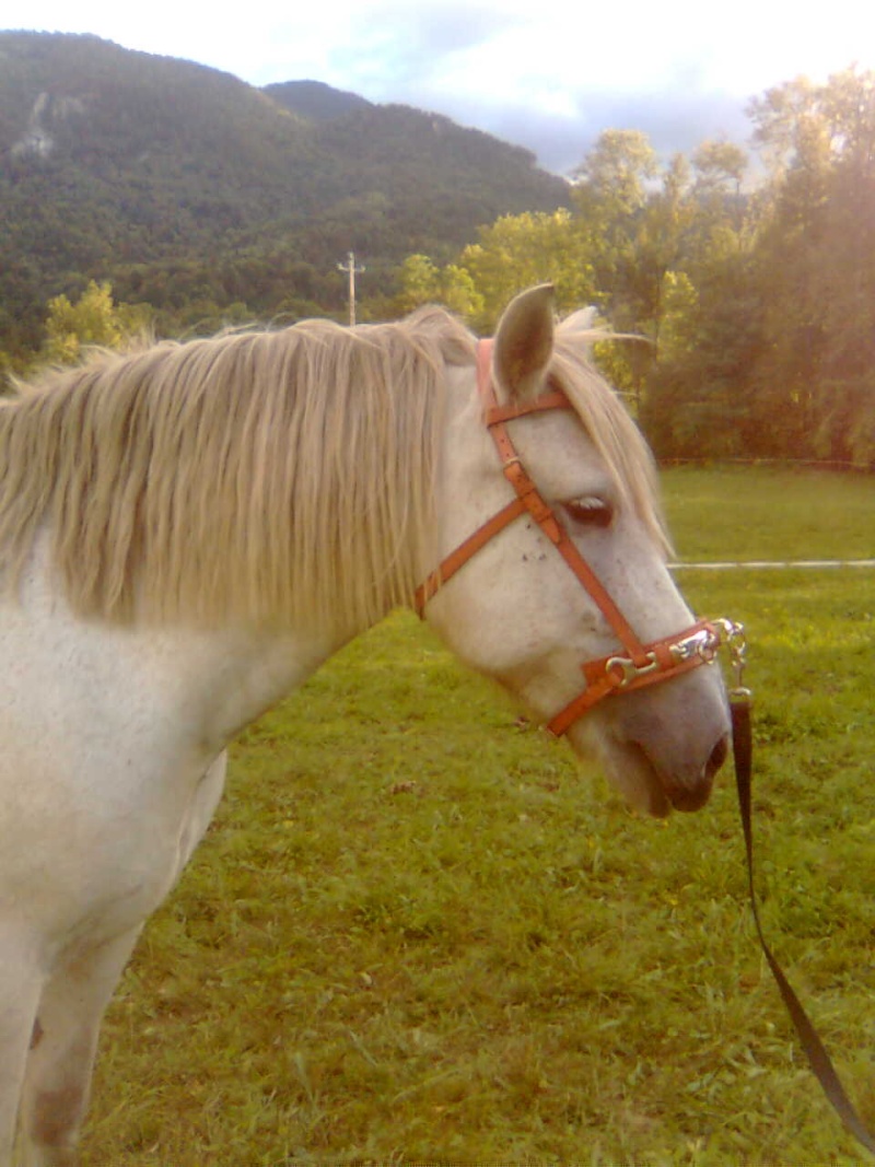 mon cheval Photo014
