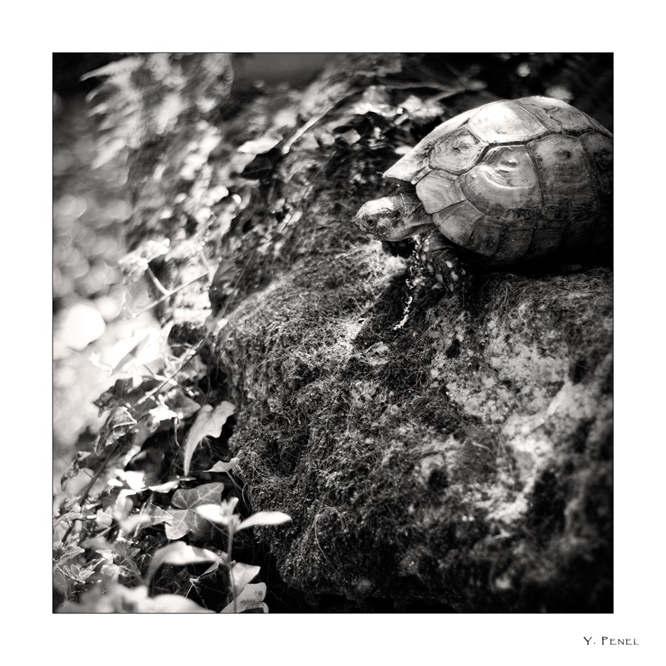 Tortue suicidaire Img_2610