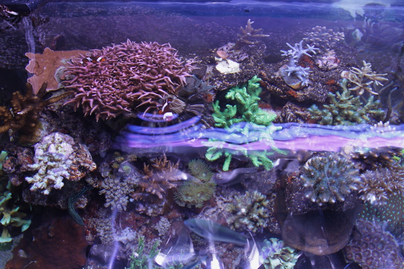 Navarchus Reef Tank Evolution Img_5714