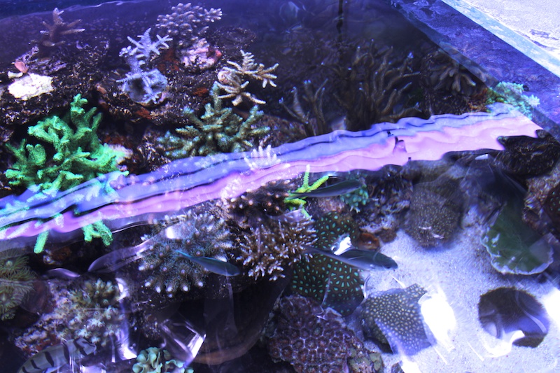 Navarchus Reef Tank Evolution Img_5715