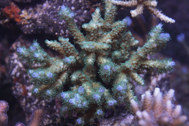 Navarchus Reef Tank Evolution Img_5723