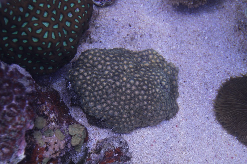Navarchus Reef Tank Evolution Img_5724