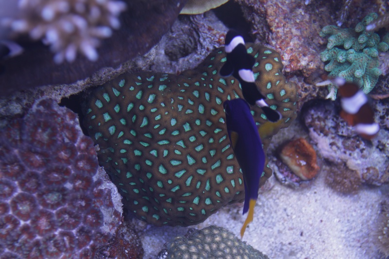 Navarchus Reef Tank Evolution Img_5729