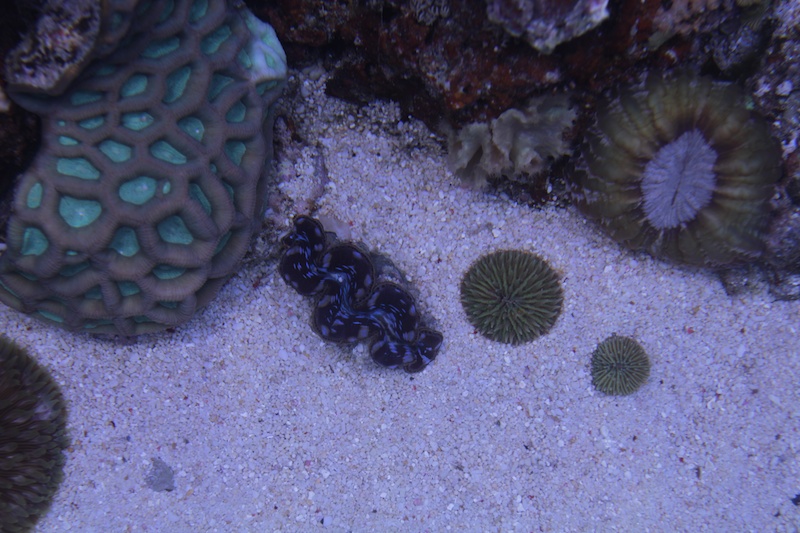 Navarchus Reef Tank Evolution Img_5730