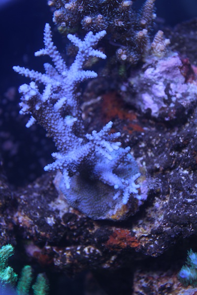 Navarchus Reef Tank Evolution Img_5731