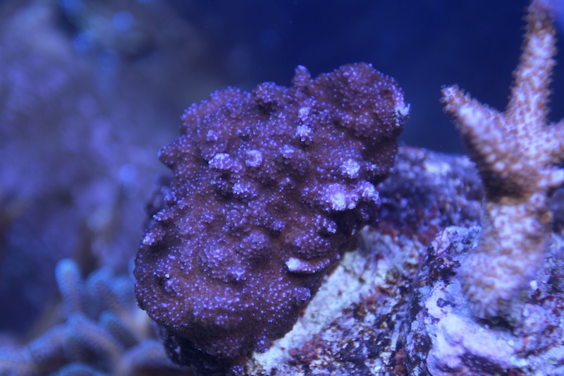 Navarchus Reef Tank Evolution Img_5735