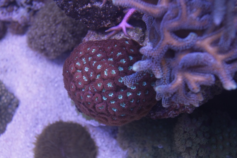 Navarchus Reef Tank Evolution Img_5816