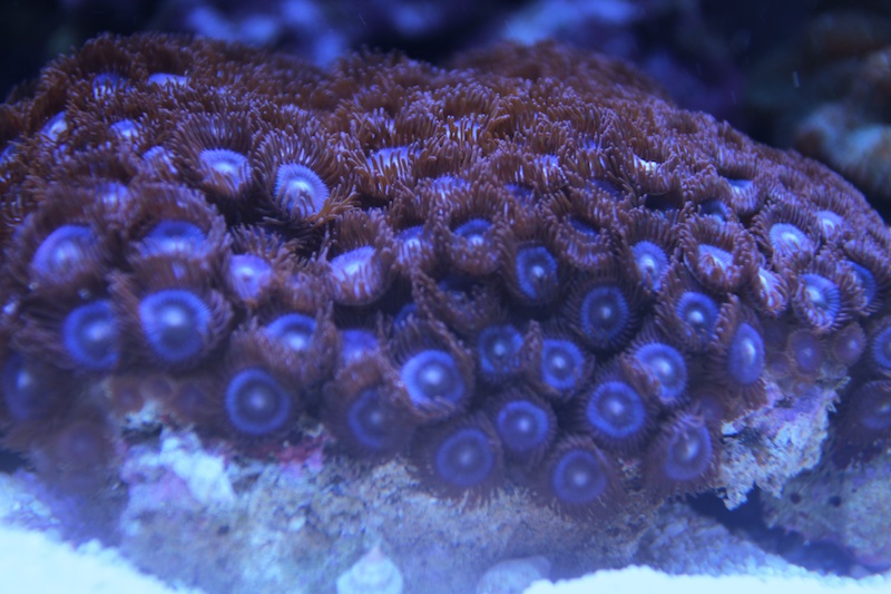 Navarchus Reef Tank Evolution Img_5817