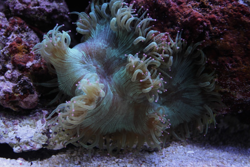 Navarchus Reef Tank Evolution Img_5820