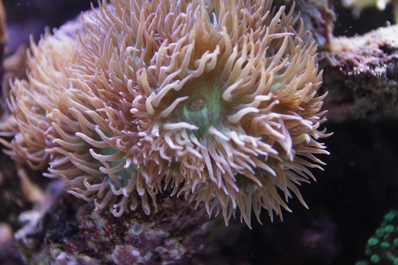 Navarchus Reef Tank Evolution Img_5823