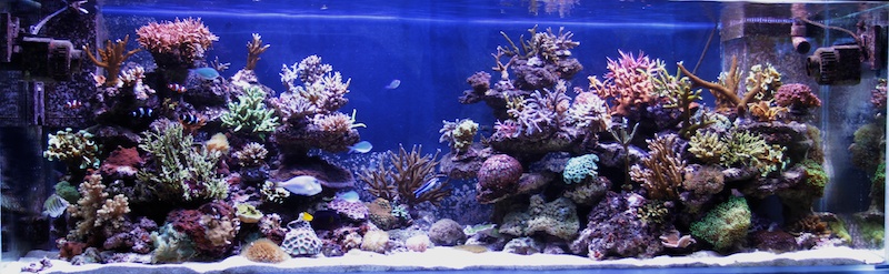 Navarchus Reef Tank Evolution Img_5830
