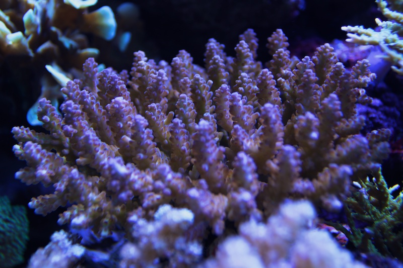 Navarchus Reef Tank Evolution Img_5832