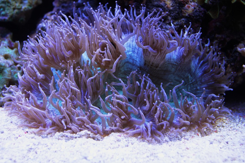 Navarchus Reef Tank Evolution Img_5834