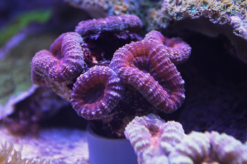 Navarchus Reef Tank Evolution Img_5839