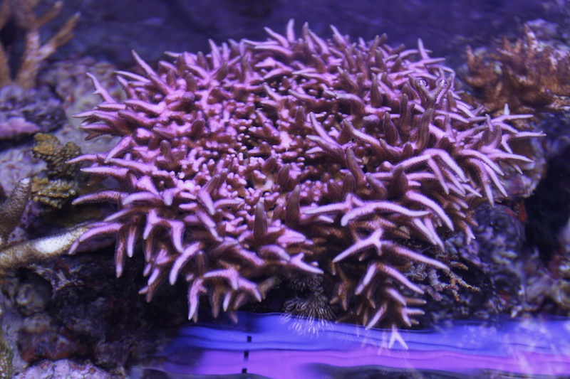 Navarchus Reef Tank Evolution Img_6116