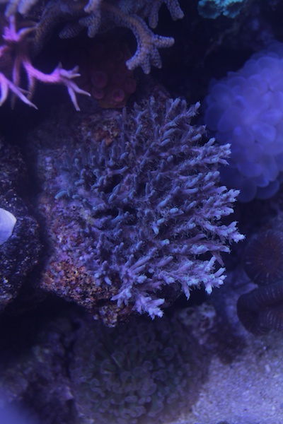 Navarchus Reef Tank Evolution Img_6126