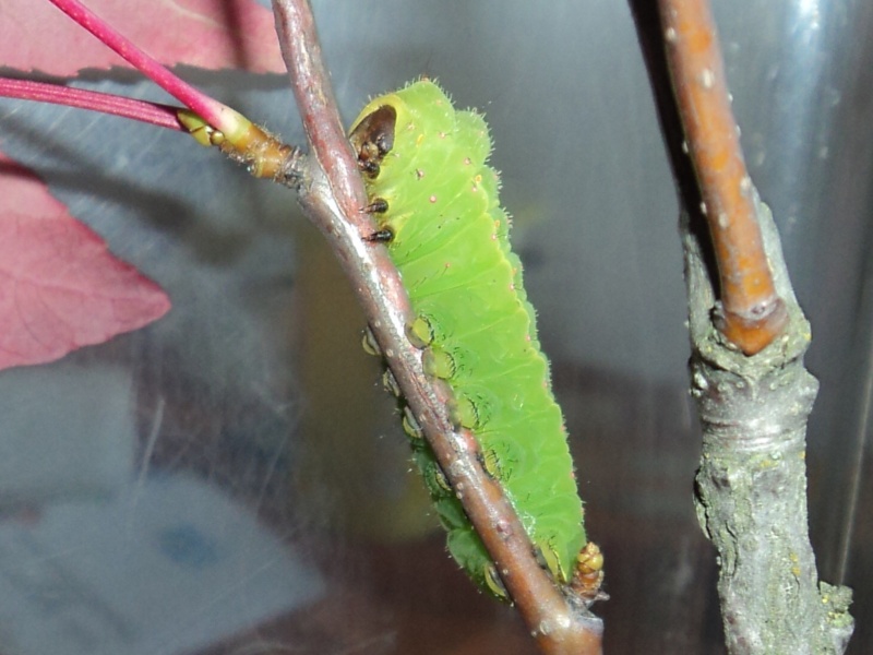 Actias - actias luna Dsc01412