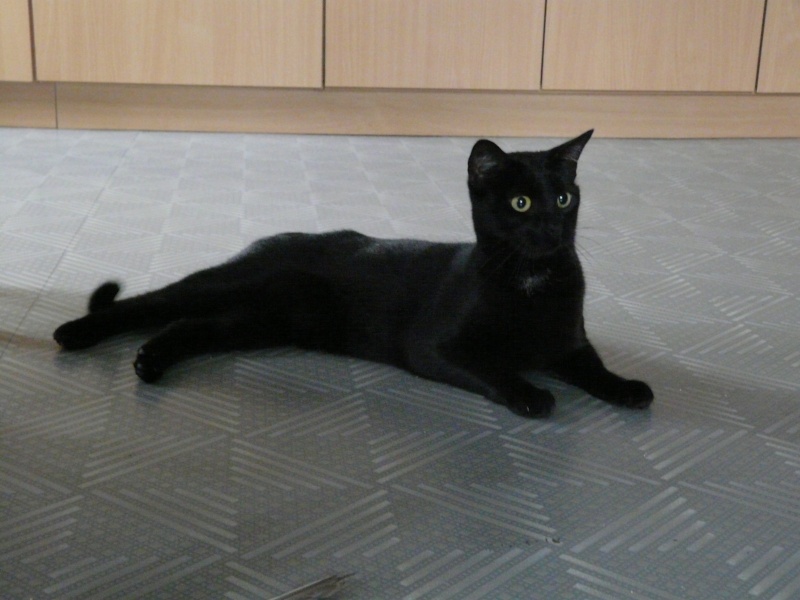 Emeraude, belle jeune chatte noire, Pau (64) P1080616