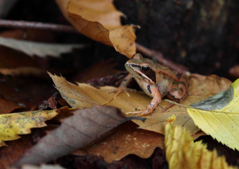 Une grenouille Img_6010