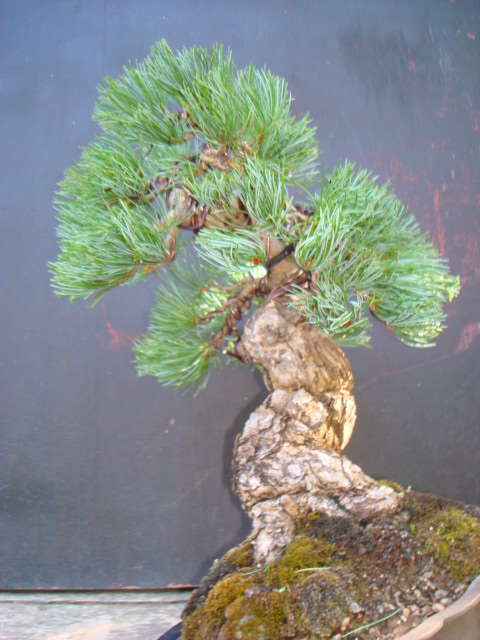 japanese white pine Dsc00210