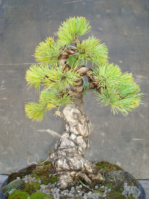 japanese white pine Dsc02610