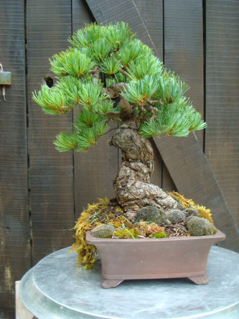 japanese white pine Dsc05619