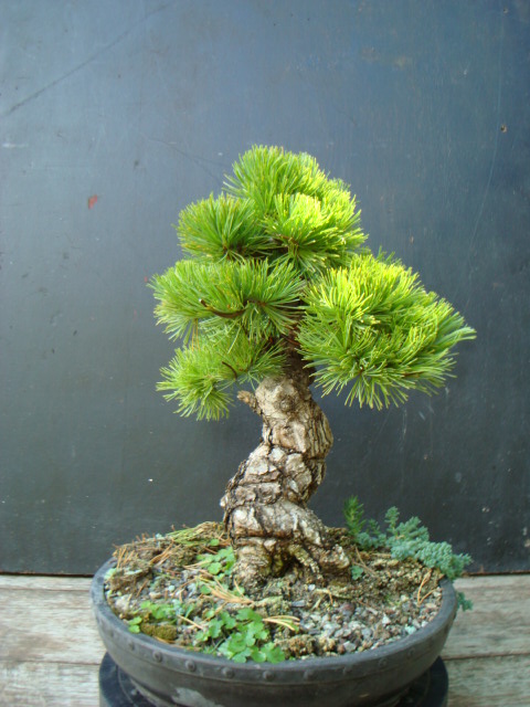 japanese white pine Dsc06110