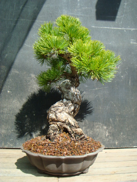 japanese white pine Dsc08210