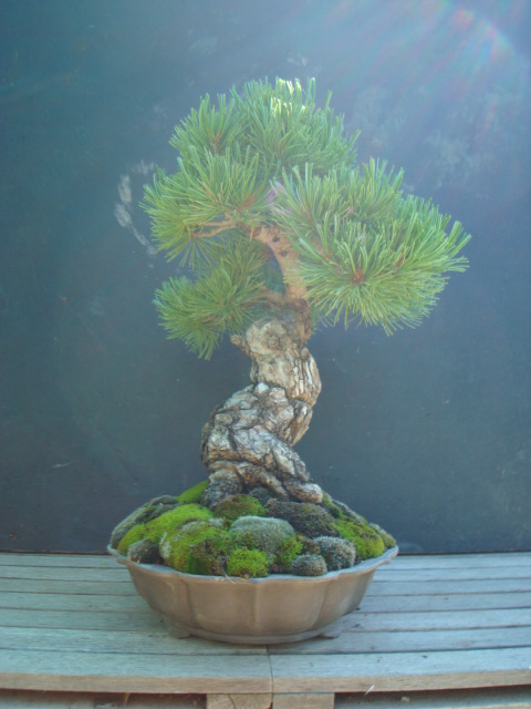 japanese white pine Dsc09810