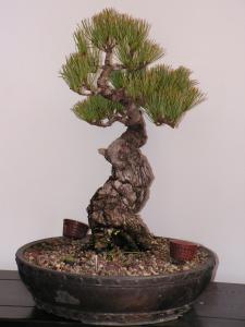japanese white pine Post-610