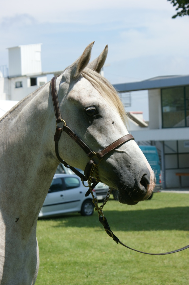 Hongre PSAR de 4 ans - Réserver Dsc05510