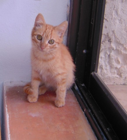 TROUVE Bebe chat male tabby roux  Marseille 13001 le 01-09-2010 8_sept10