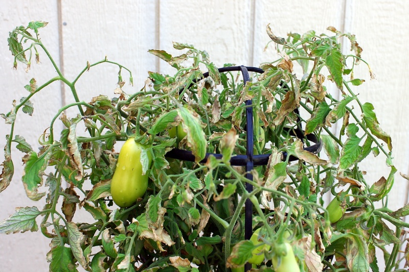 Tomato Disease ID 20110411