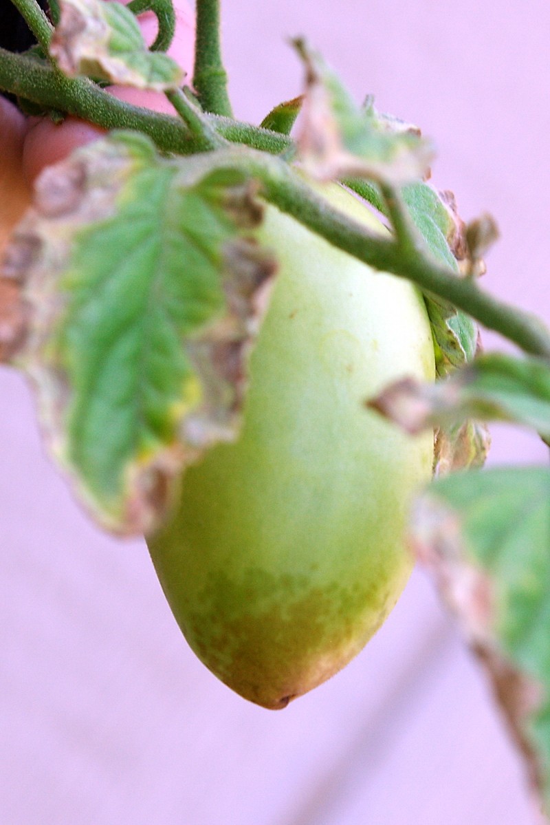 Tomato Disease ID 20110413