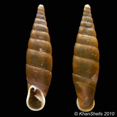 Cochlodina laminata (Montagu, 1803) Gc1610