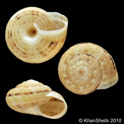 Xerosecta cespitum (Draparnaud, 1801) Gc7410