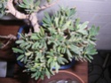  podocarpus 110