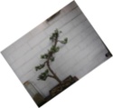 Second podocarpus Sth71726