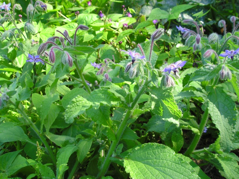 les plantes et herbes de nos jardins Borago10