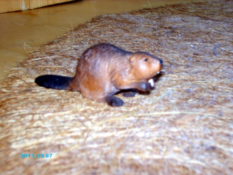 mojo - Mojo Beaver from Roger- photo-reportage Imag0358