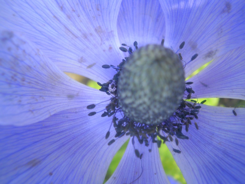 Fleur bleue P4180415