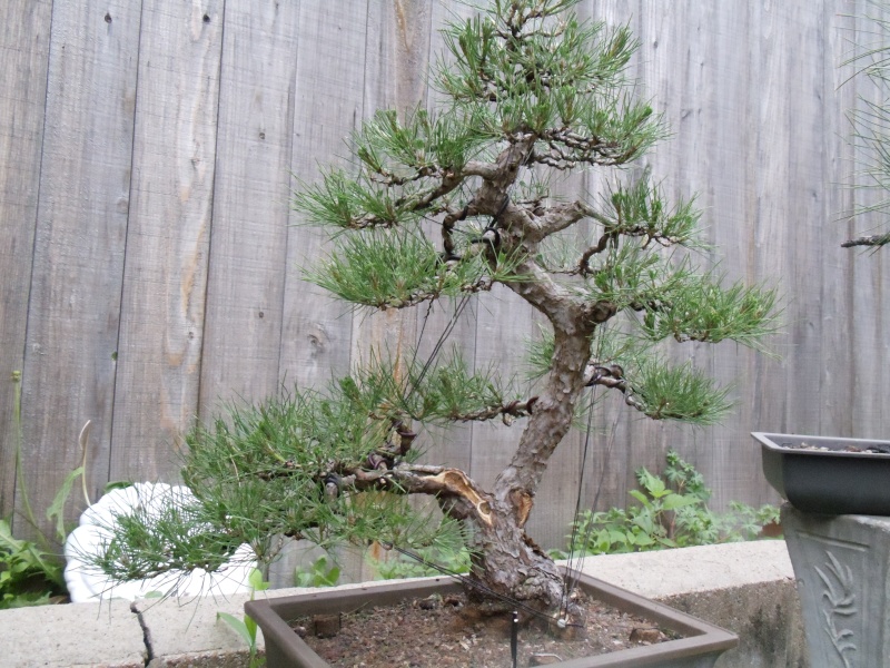 New Japanese Black Pine Dsc01314