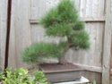 New Japanese Black Pine Dsc00614