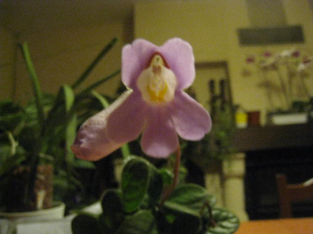 streptocarpus - Page 2 Photo_10