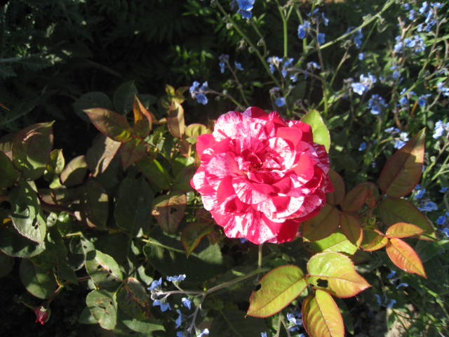 une rose Photo_22