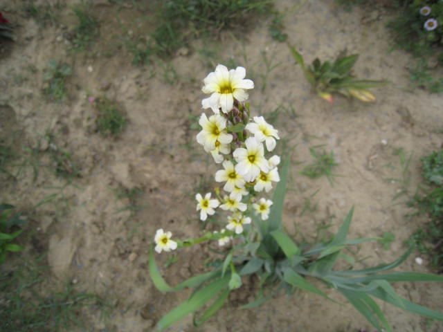 pas de nom [Sisyrinchium striatum] Photo_25