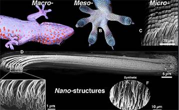 Cấu trúc nano: Bàn chân thạch sùng  Cautru10